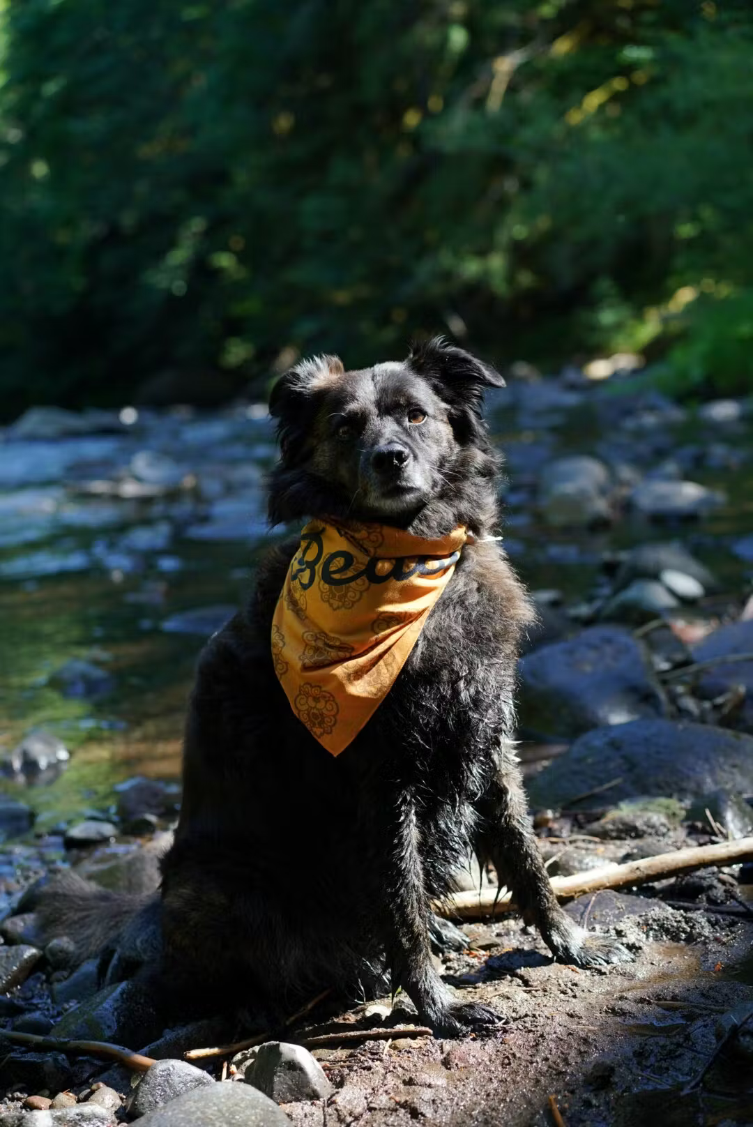 Dog Bandana3.png