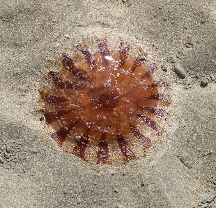 Capture d’écran 2024-01-22 à 18.13.37.jpg