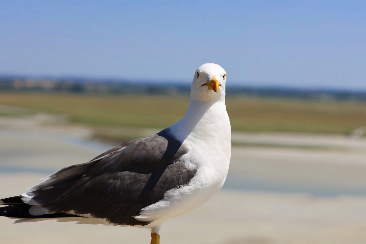 Capture d’écran 2024-01-22 à 20.18.46.jpg
