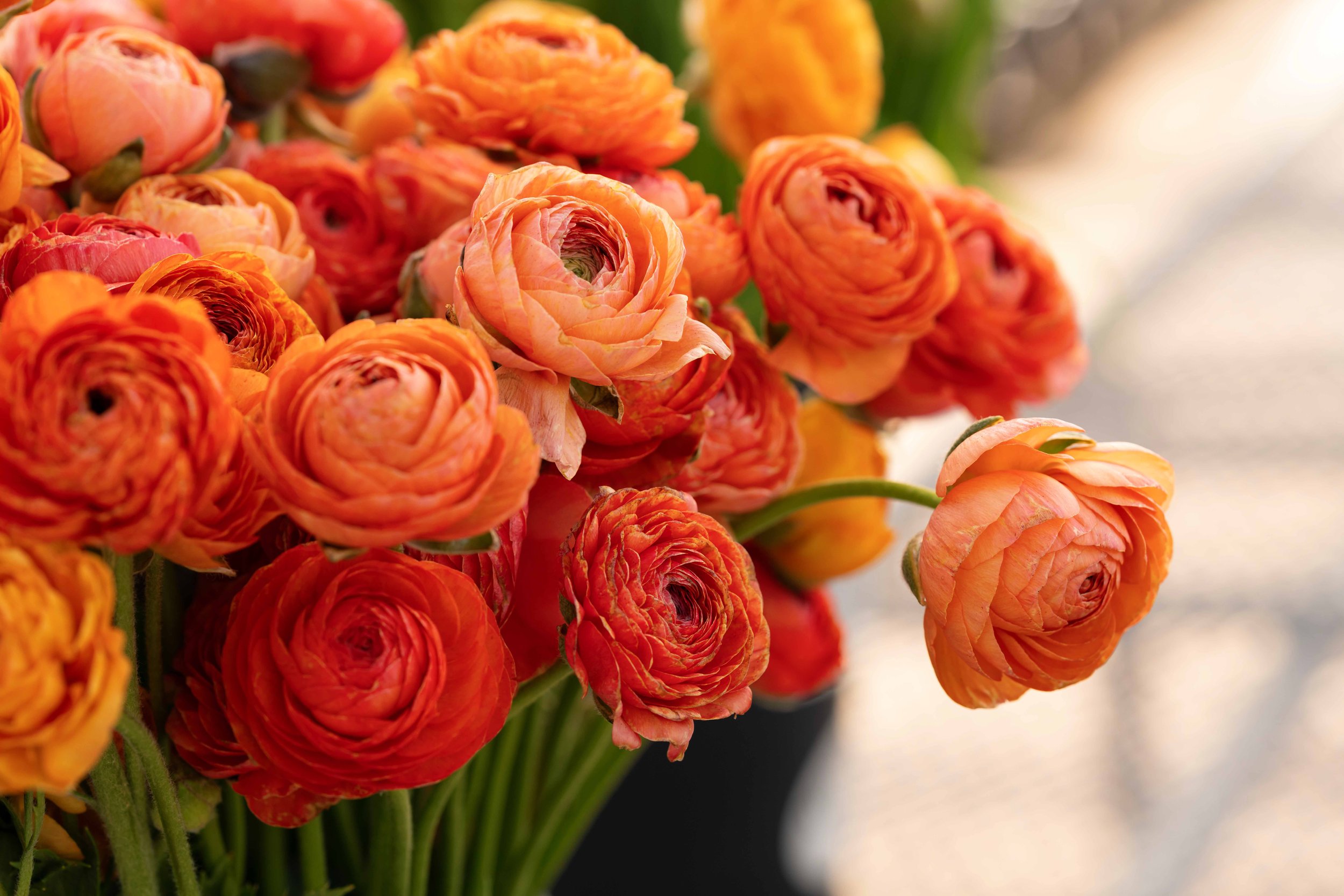 ranunculus from Whipstone Farm