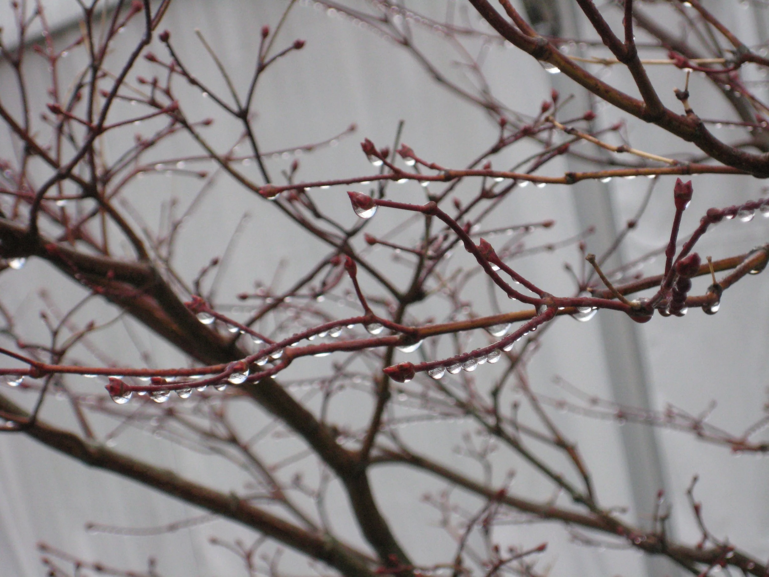 Finding Beauty in the Everyday: The Art of Slow Luxury Living