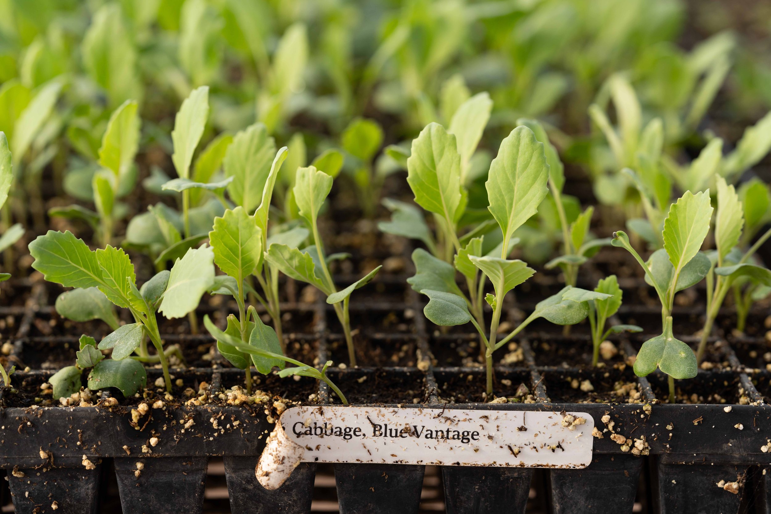 cabbage seedlings