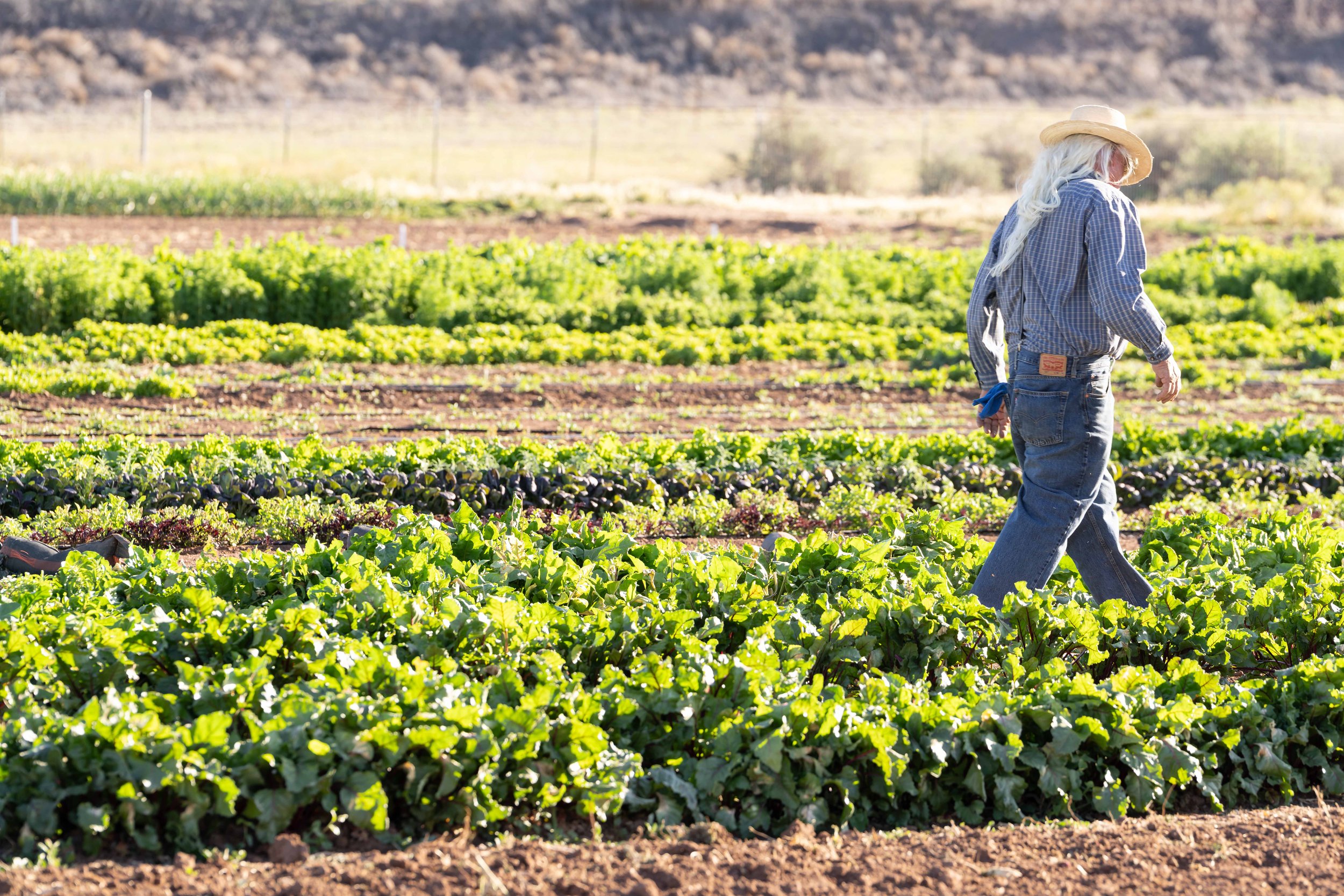 man walking in organic vegetable fields