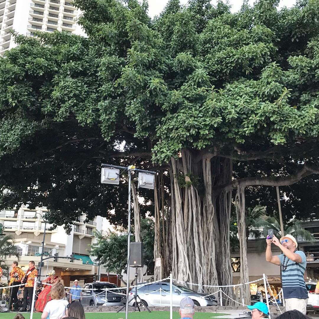 Love these trees all over Waikiki &amp; Honolulu! Apparently, these trees were the inspiration for the movie Avatar. So cool! ❤️❤️❤️ #waikikibeach #honoluluhawaii #oahu #hawaii #explorehawaii #exploreoahu #explorewaikiki #cooltrees #familytravel #tra