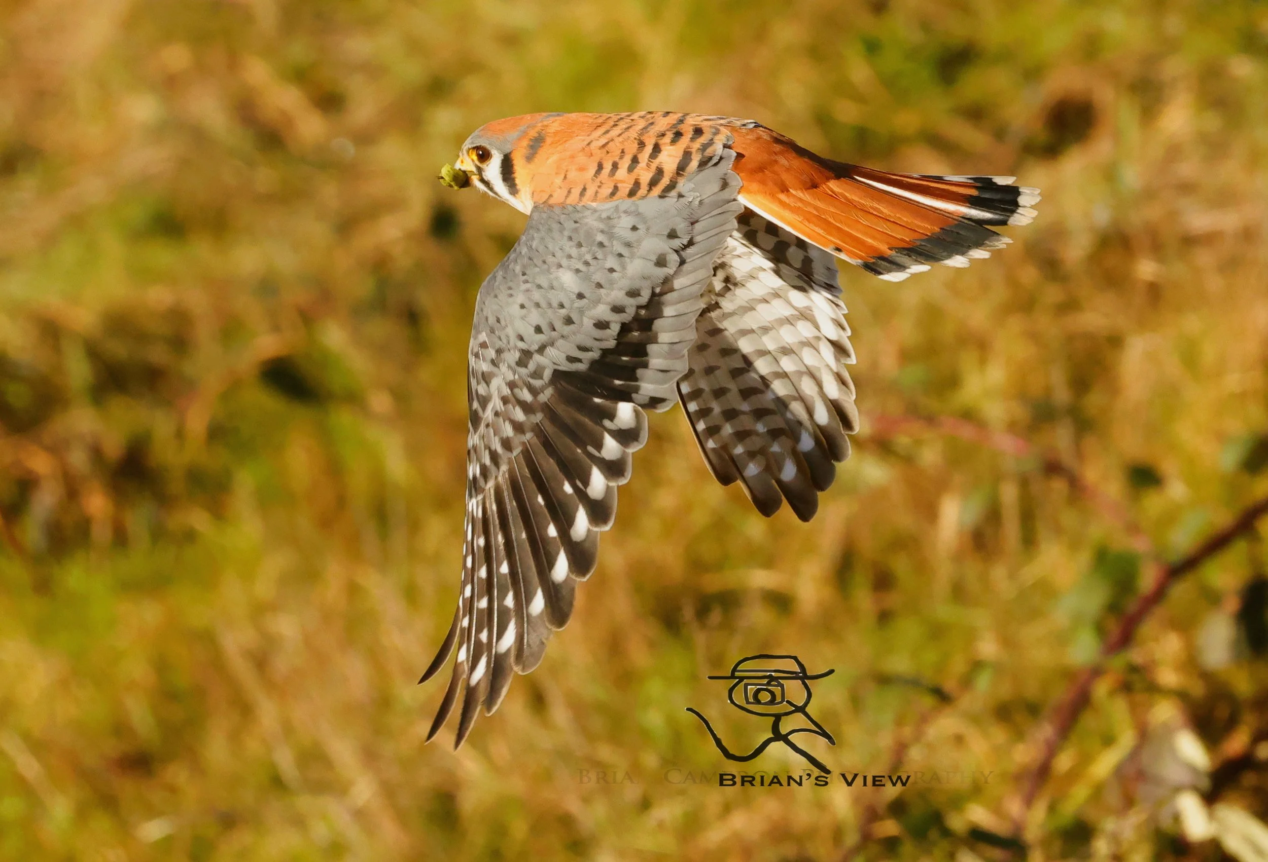 American Kestrel duncan B.C.

