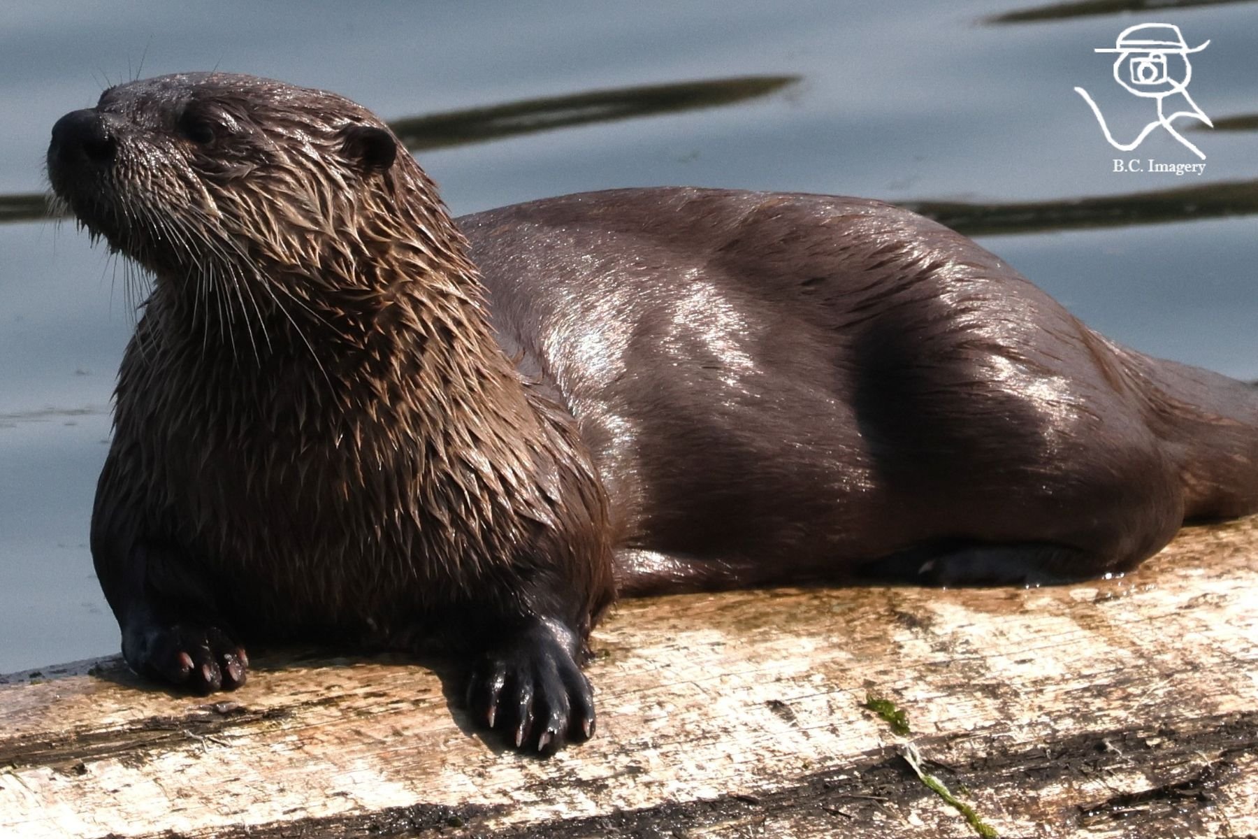 otter cowichan bay brian cameron photography
