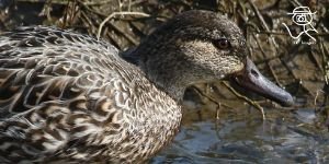 duck.jpg