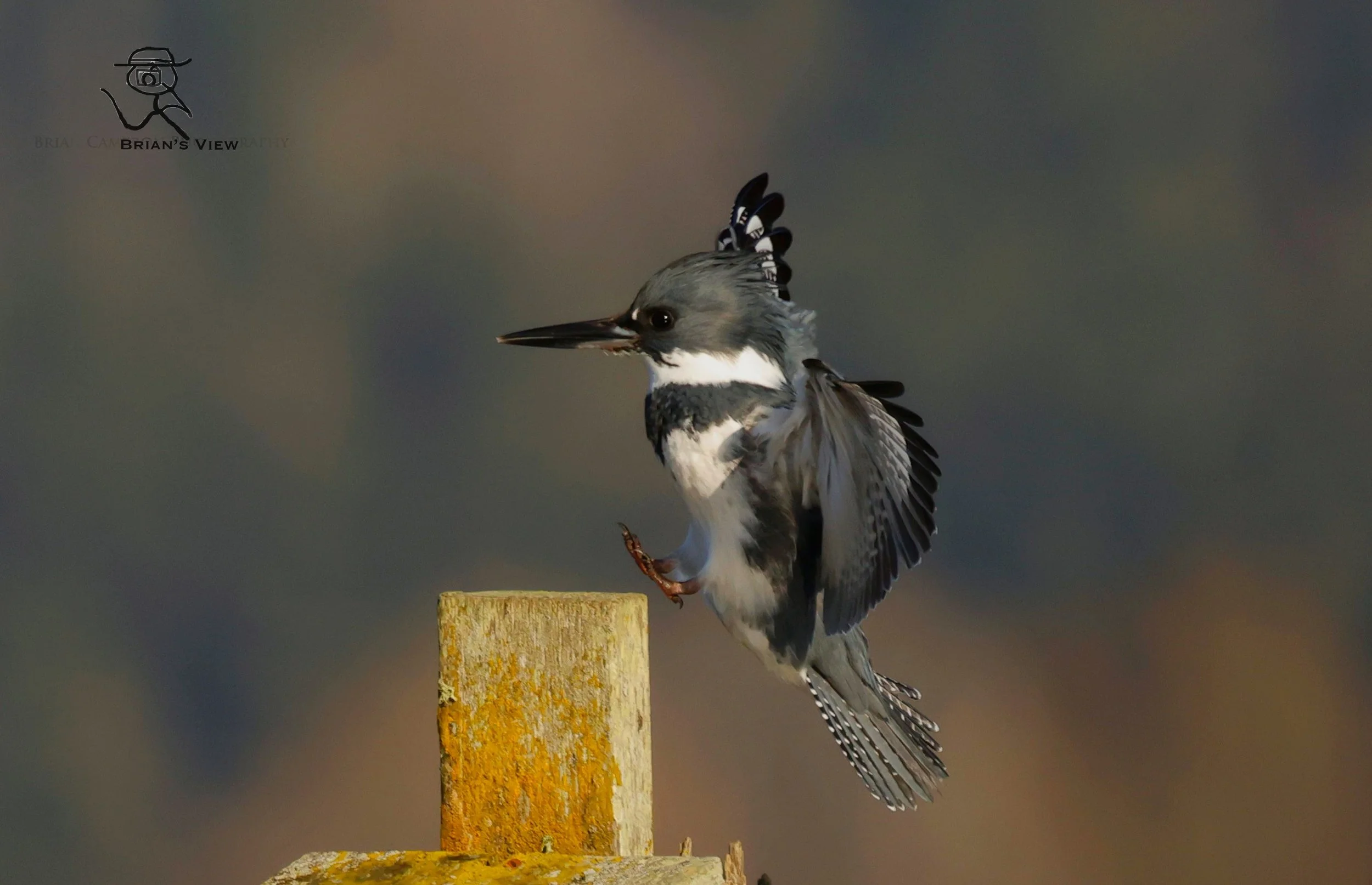 The Kings post   Belted Kingfisher landing Cowichan Bay