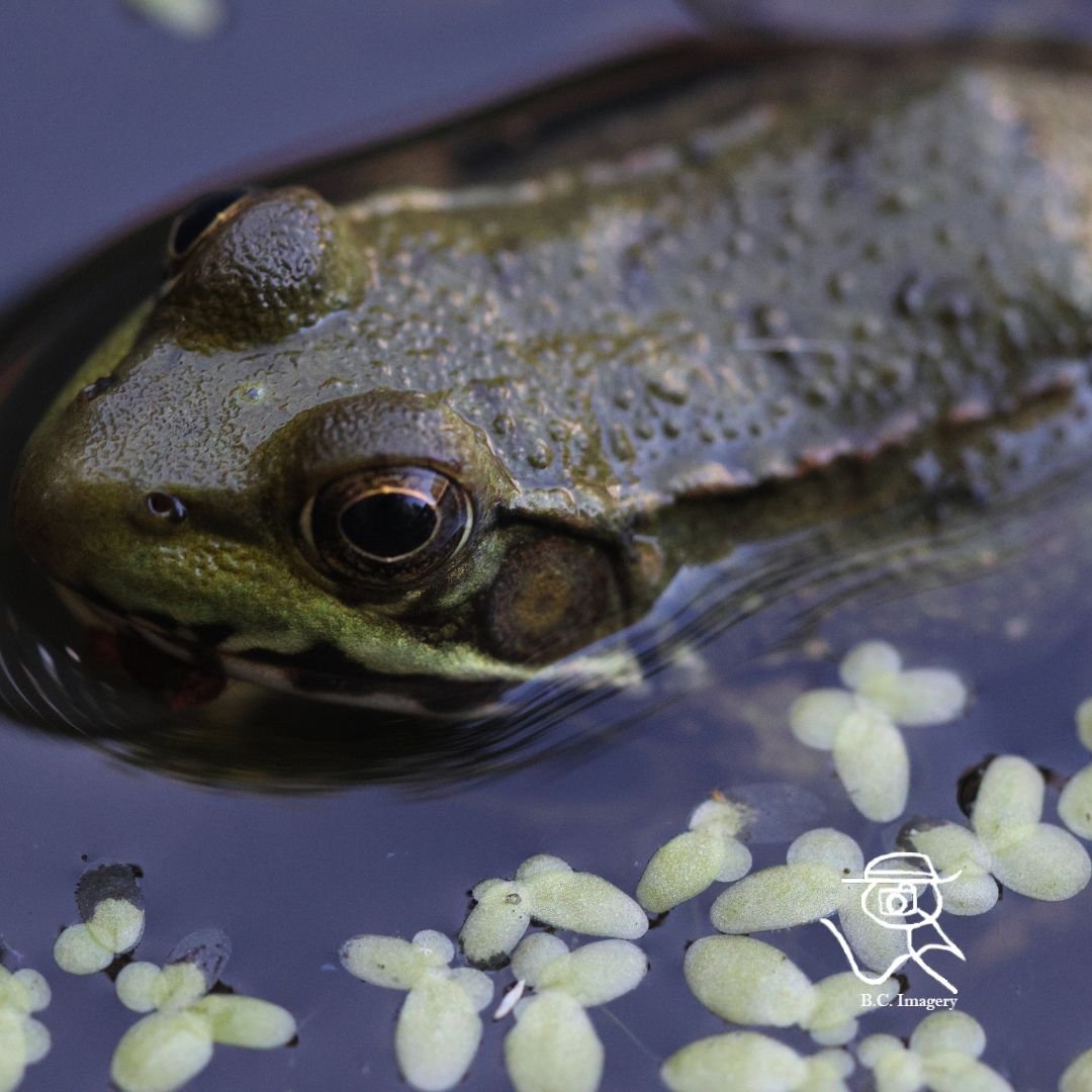 frog .jpg