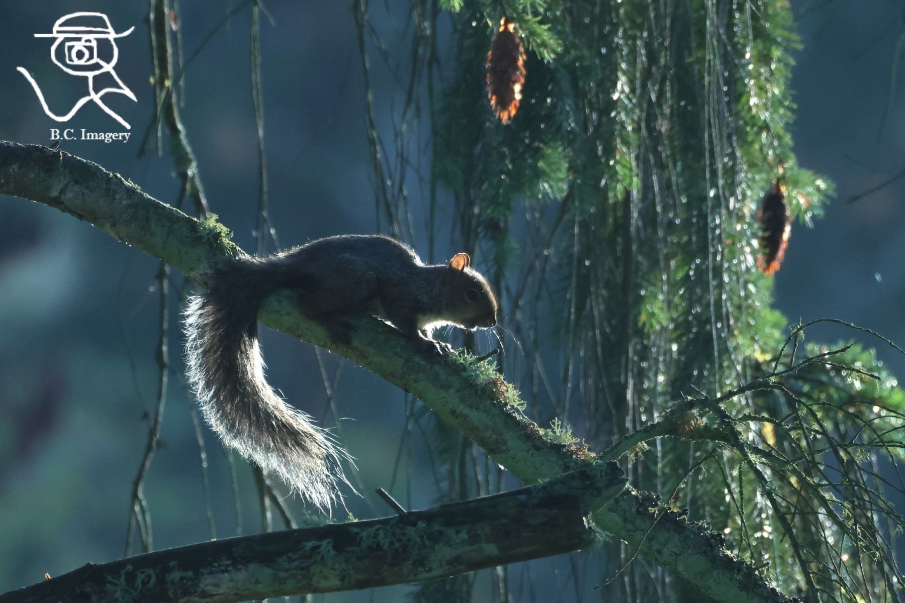 canuck squirel.jpg