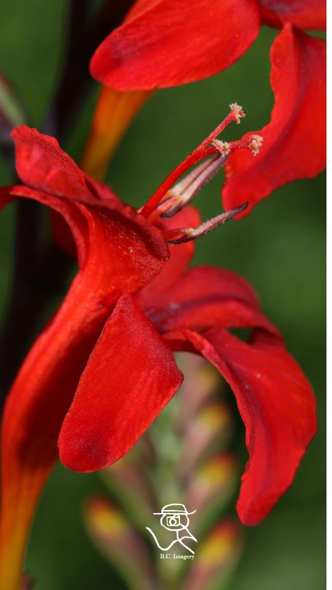 red petal.jpg
