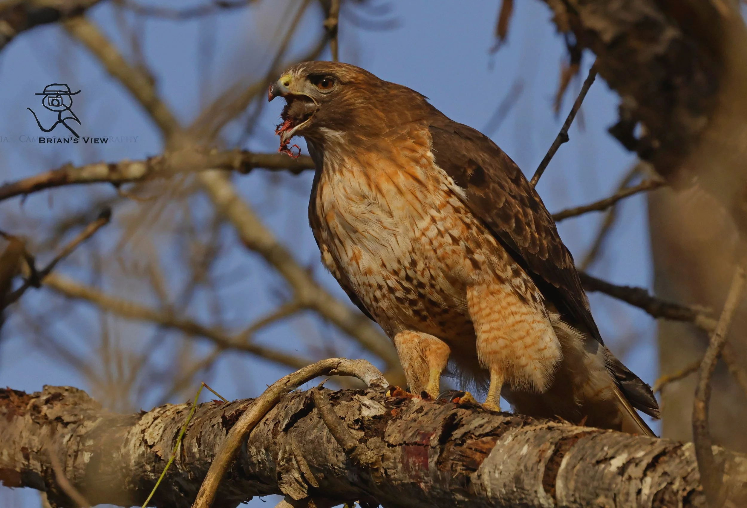 Hawks last bite rodent lunch swan lake victoria