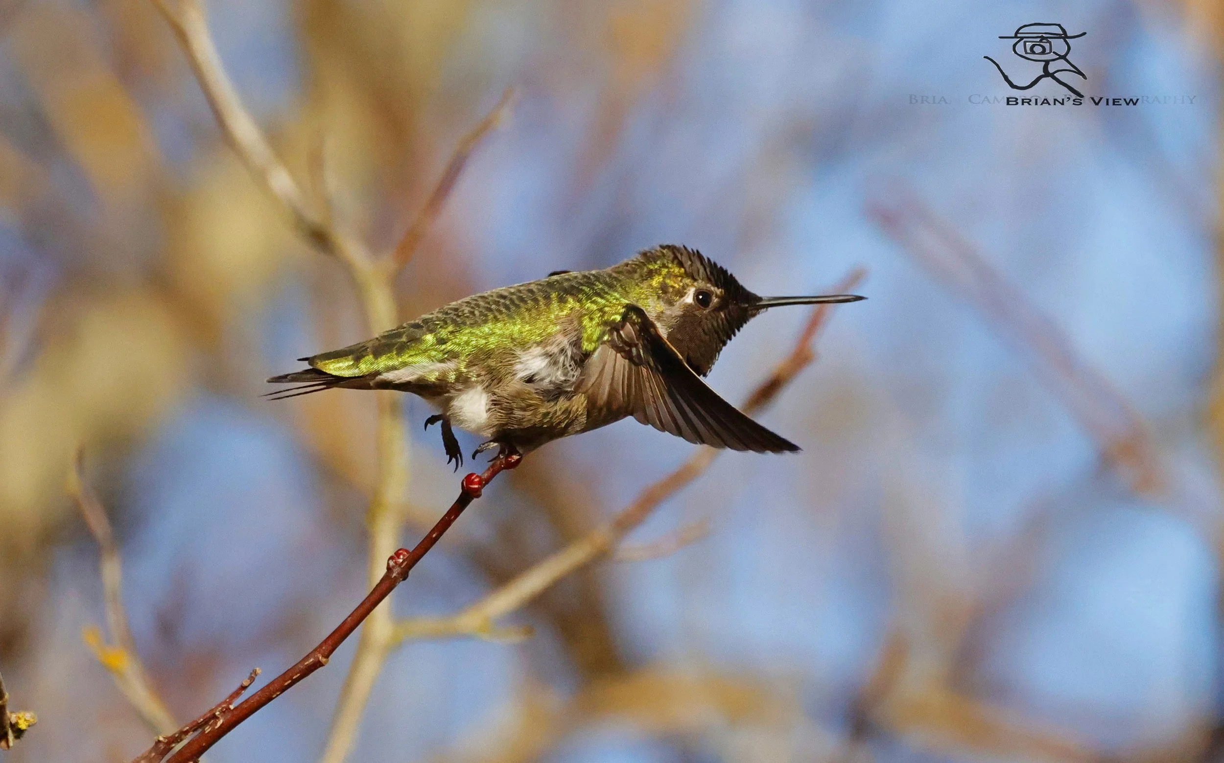 Annas Humming bird my backyard Duncan B.C.