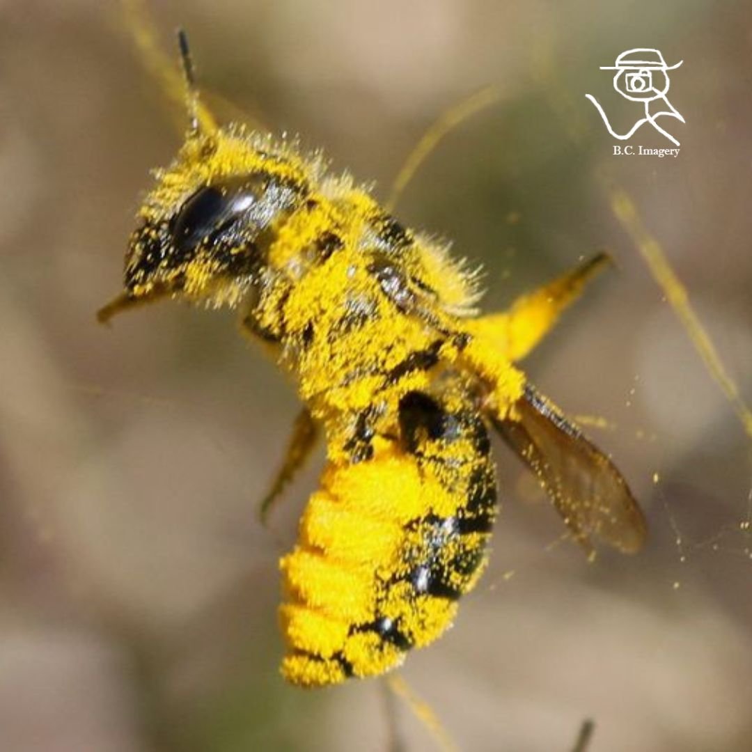 wasp.jpg
