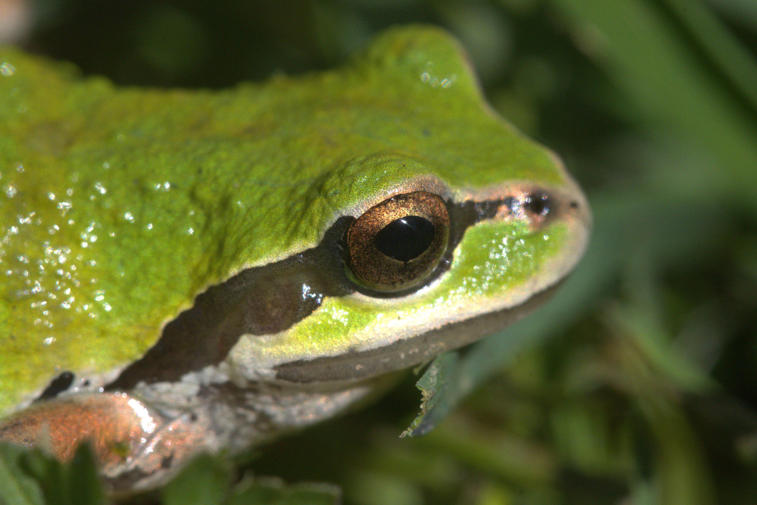 frog2.jpg
