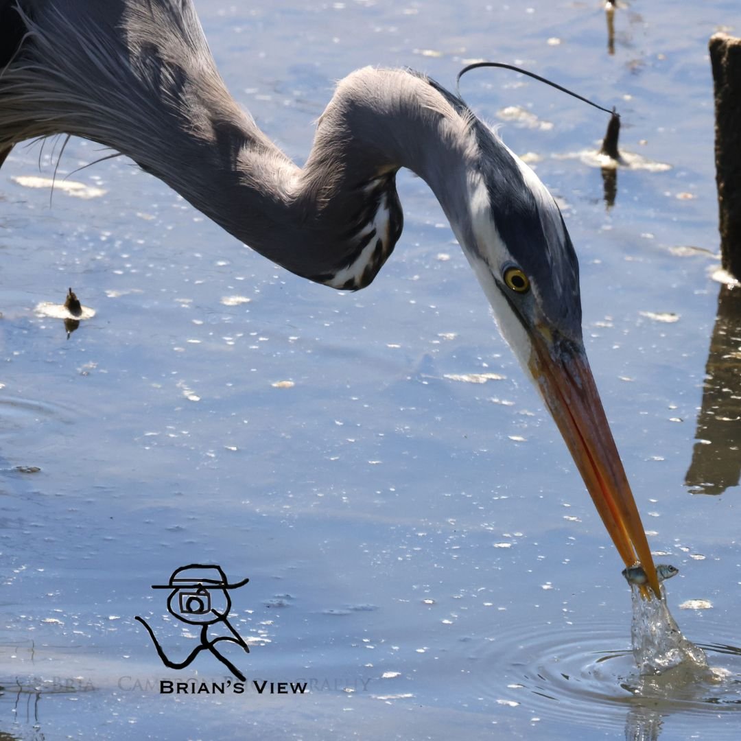 great blue heron catching fish fry cowichan bay brian cameron photography