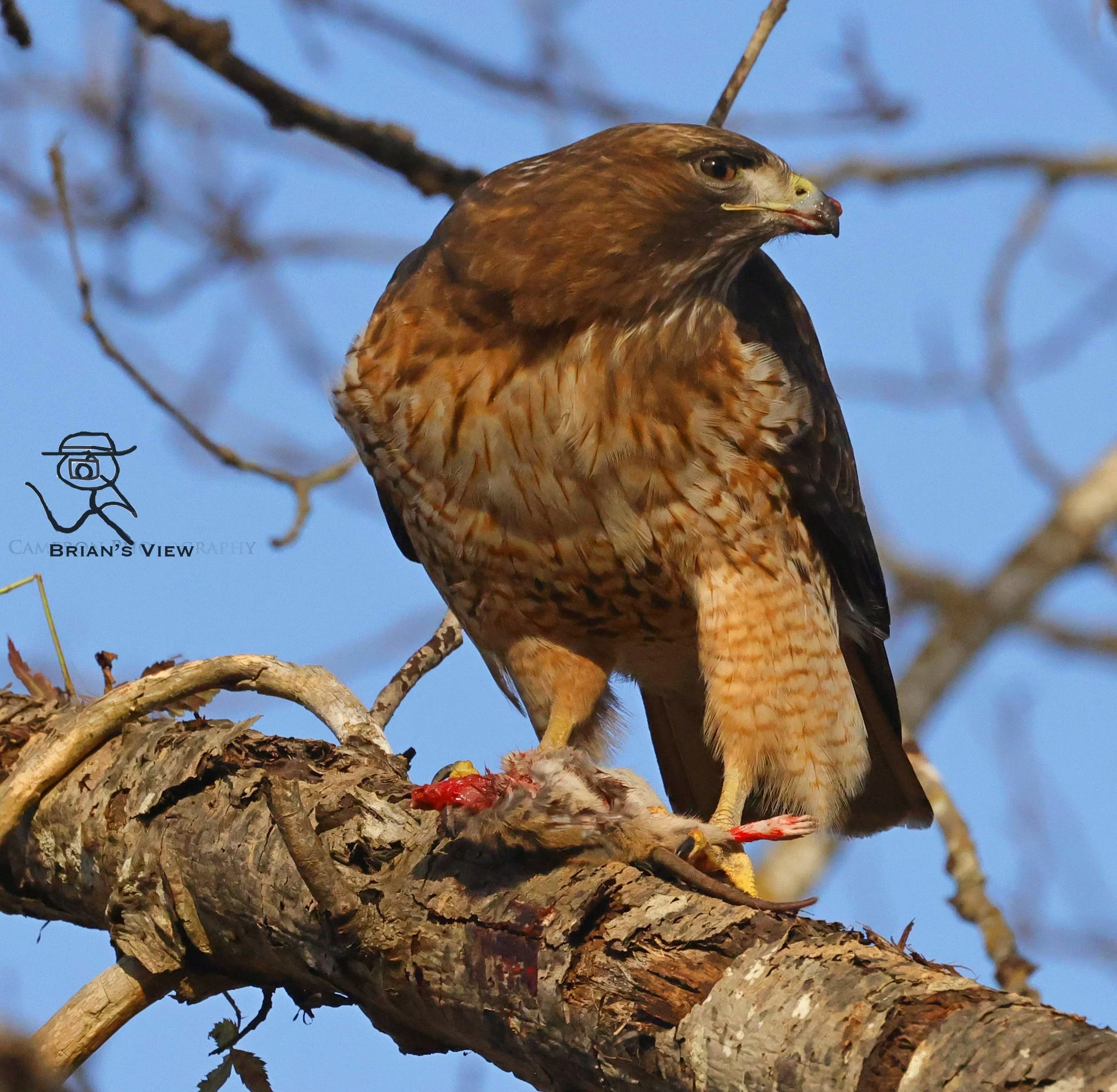 Hawk with rodent lunch Swan Lake Victoria