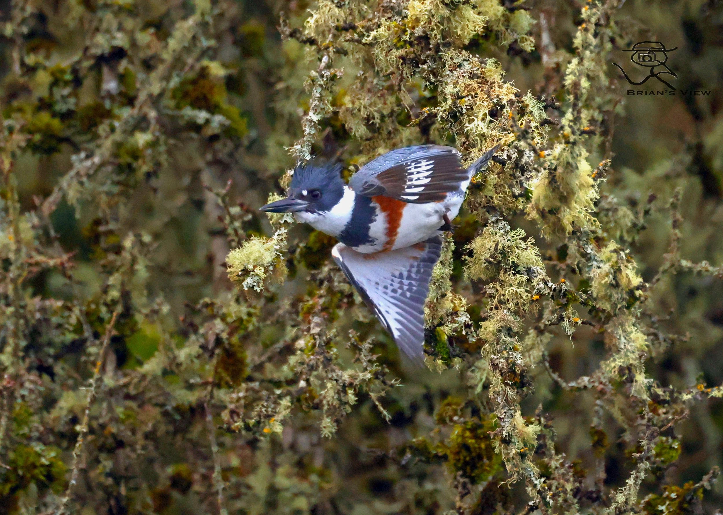 Belted Kingfisher  in flight  cowichan bay
