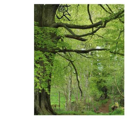 scone wood.png
