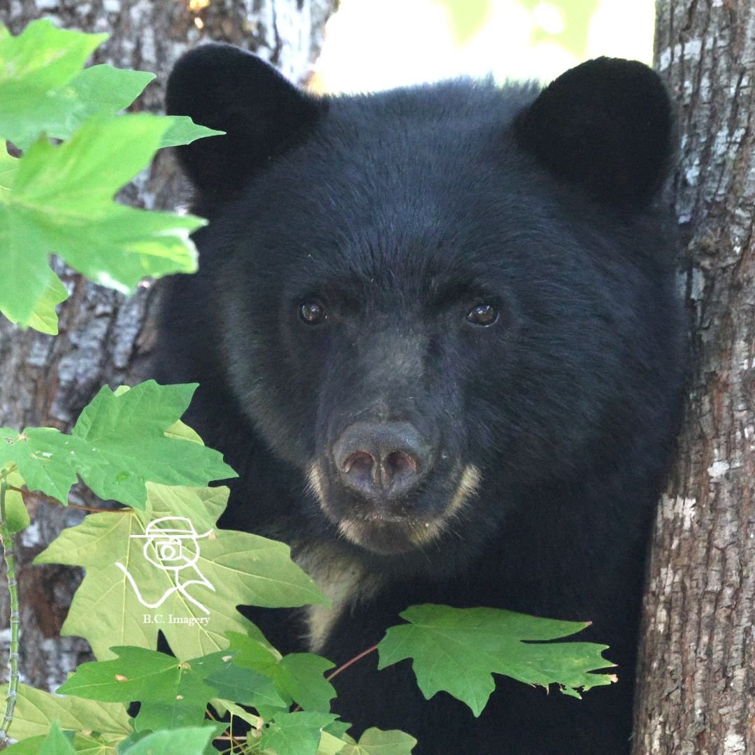 bear.jpg