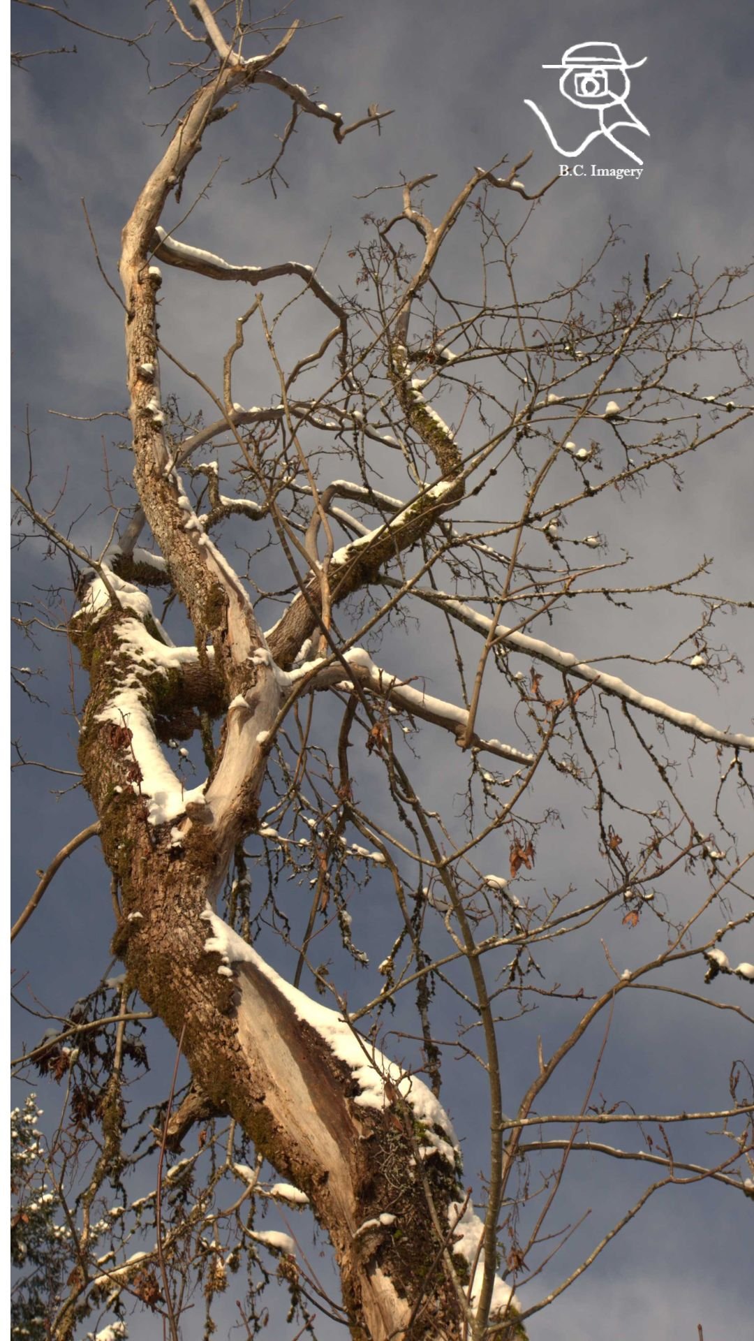 winter tree.jpg