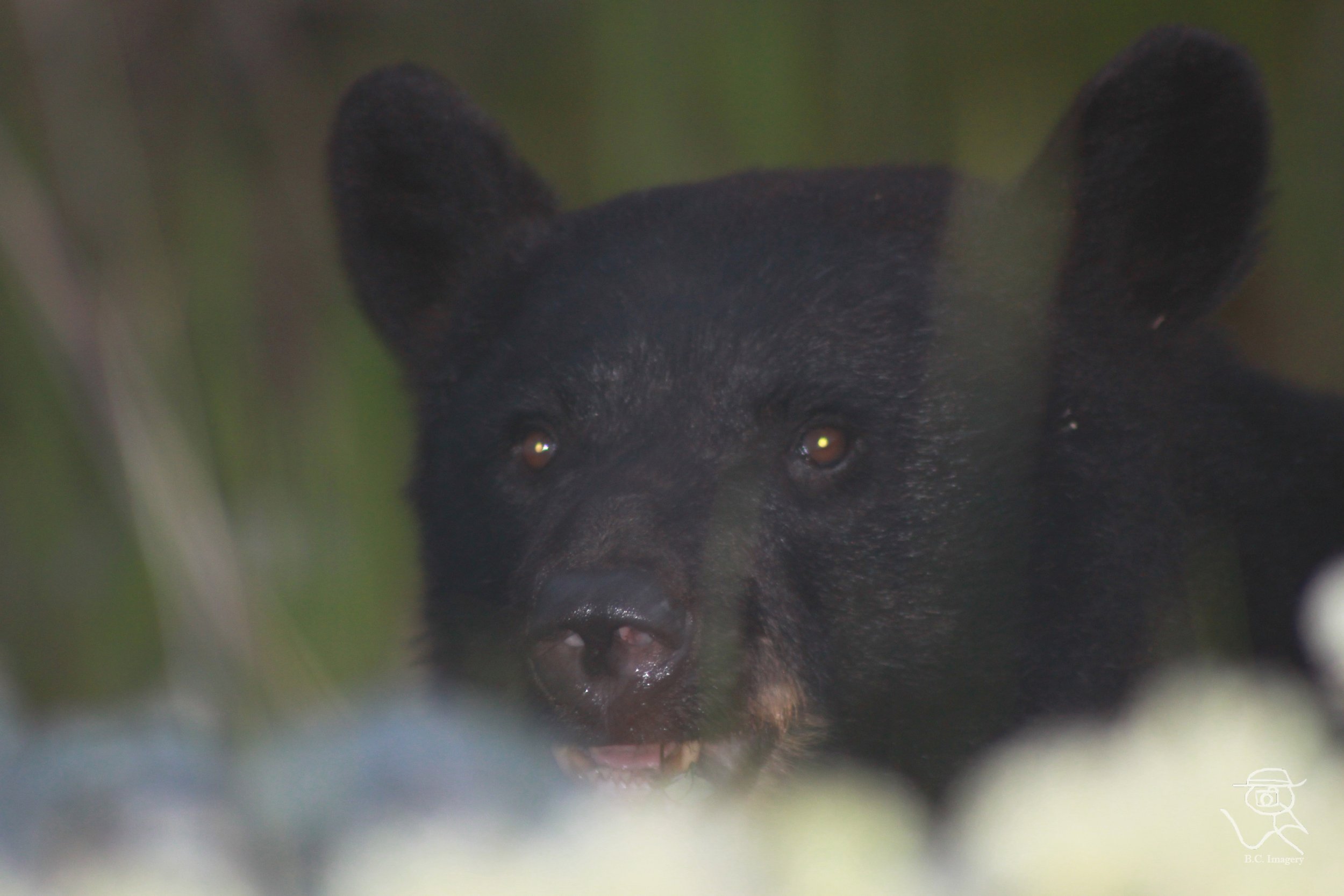 bridge bear.jpg