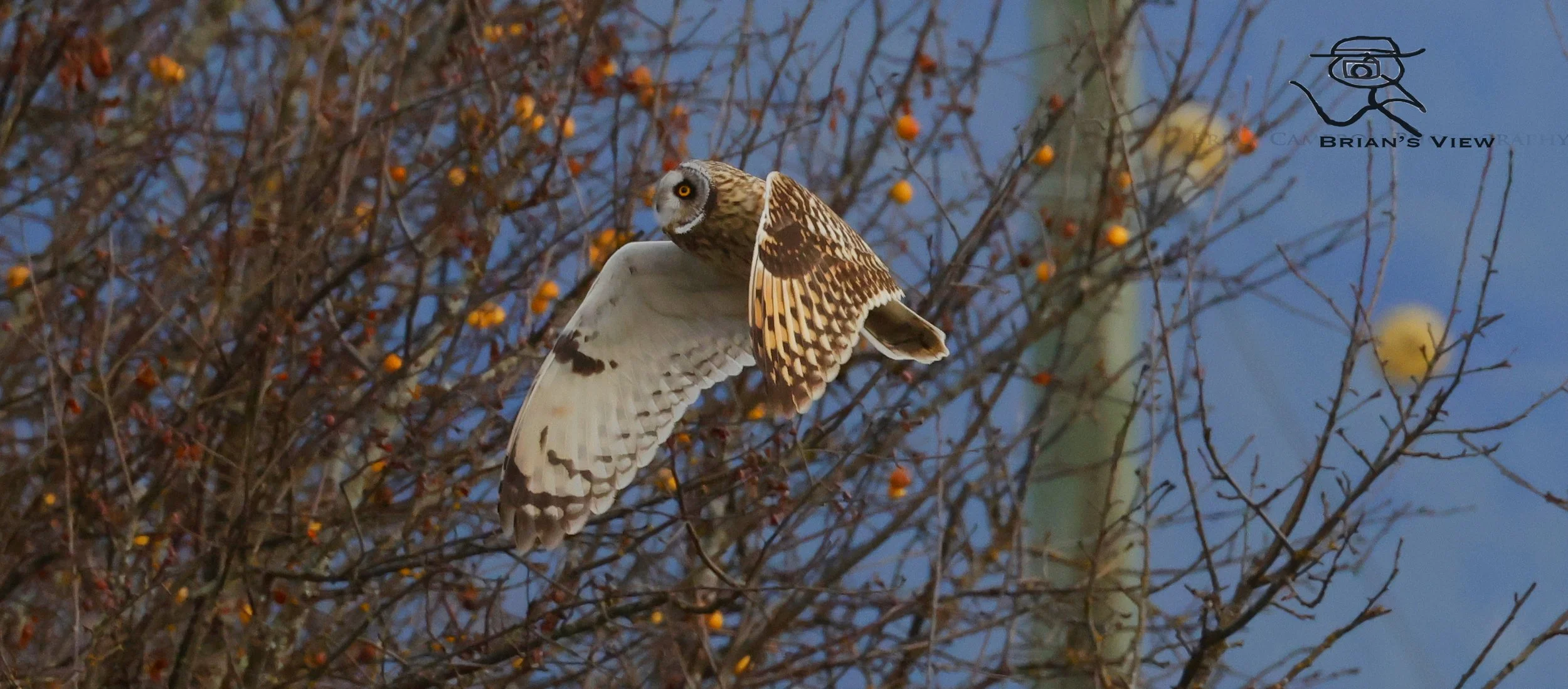 Short eared Owl 