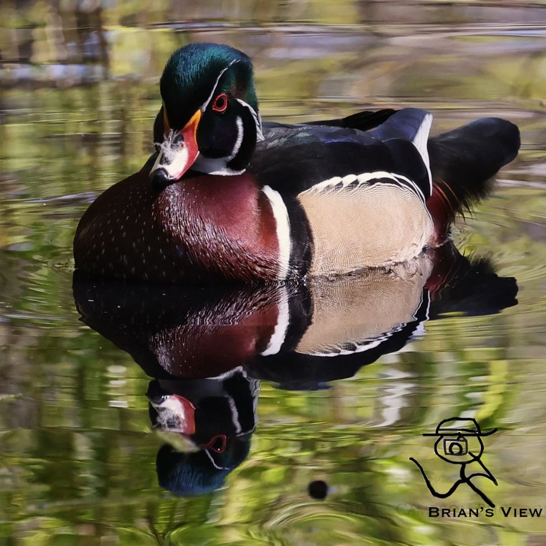 wood duck brian cameron photography