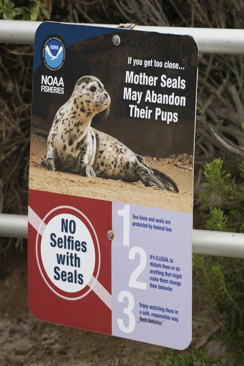 A sign at Casa Beach also known as Children’s Pool La Jolla San Diego, CA by the National Oceanic and Atmospheric Administration (NOAA) indicates the dangers of approaching Harbor Seals (Phoca vitulina) during pupping season.