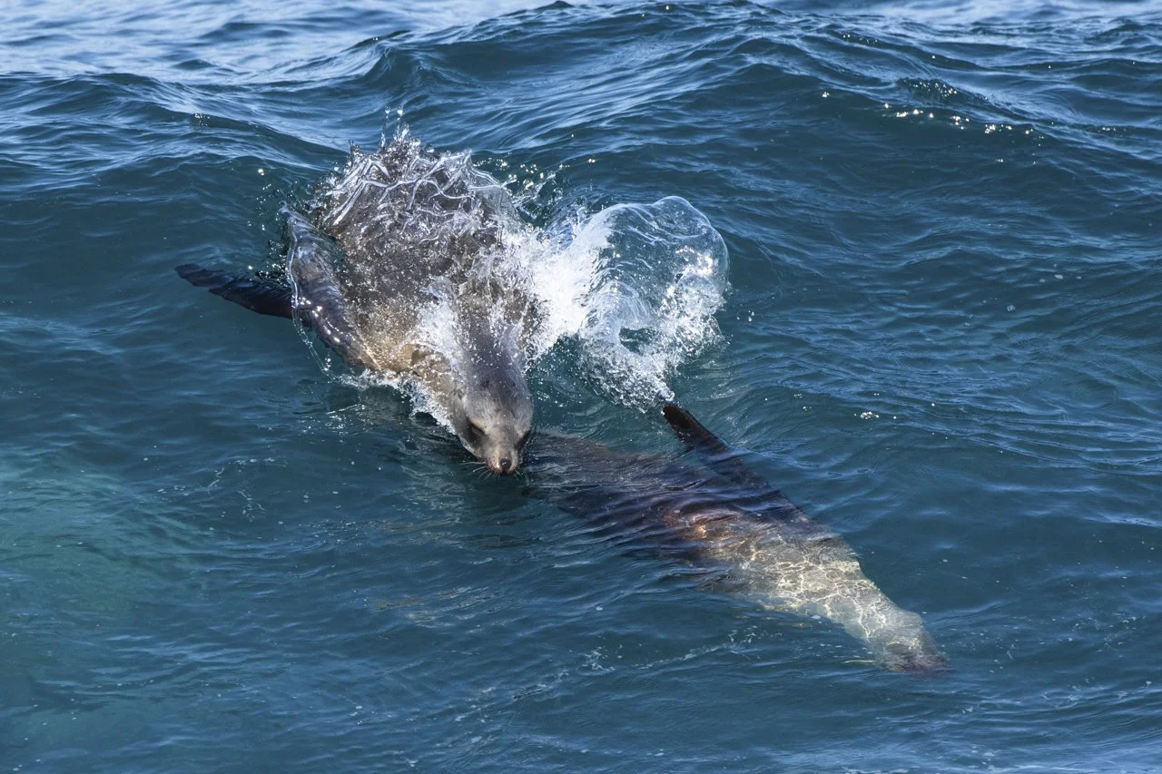 California Sea Lion (Zalophus californianus) surf the shallow waves of La Jolla, CA