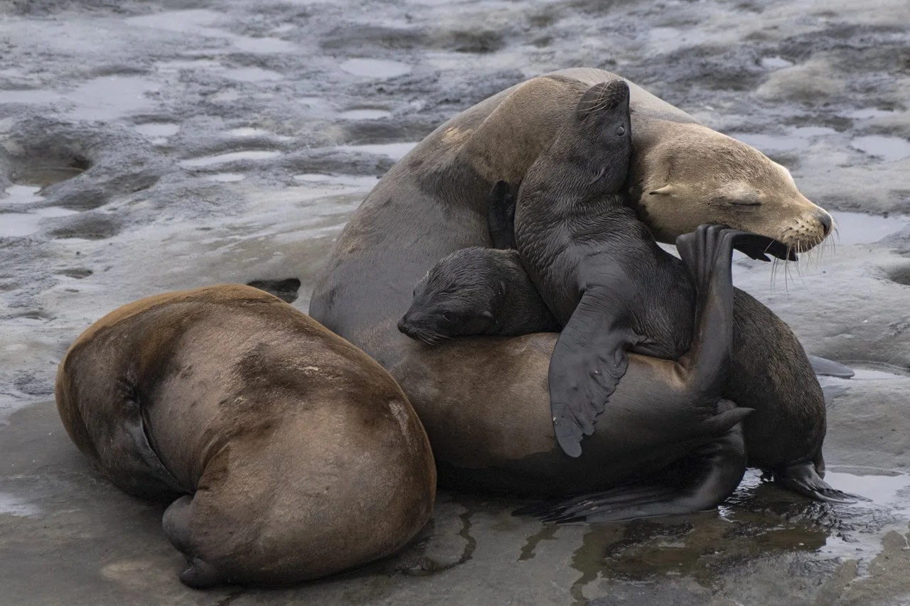 California Sea Lion (Zalophus californianus) mom and her pup and adopted pup in La Jolla, CA