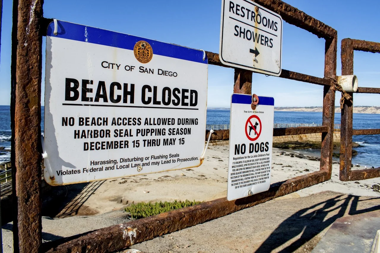 Children’s Pool La Jolla San Diego, CA which is closed for Harbor Seal (Phoca vitulina) pupping season.