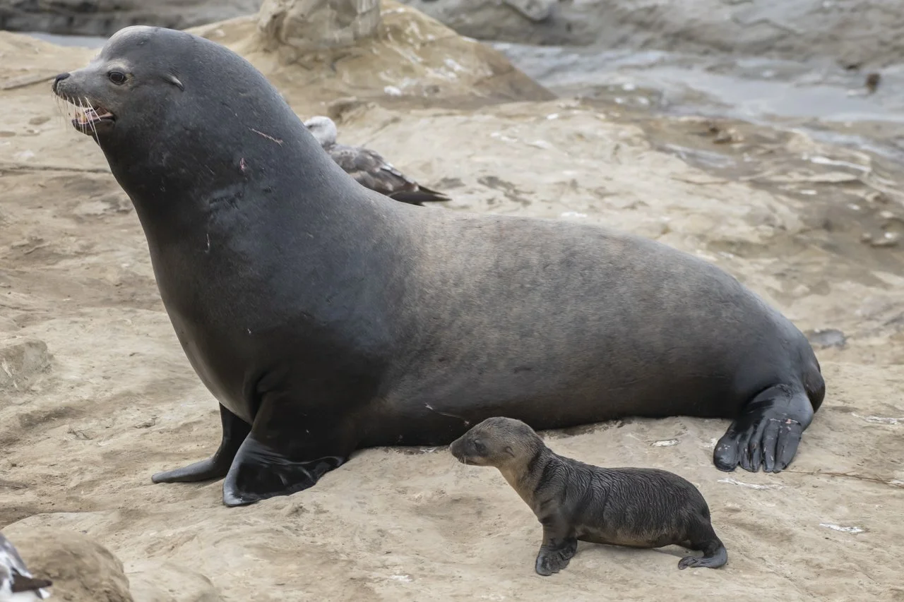 A male California Sea Lion (Zalophus californianus) watches over a newborn pups in La Jolla, CA