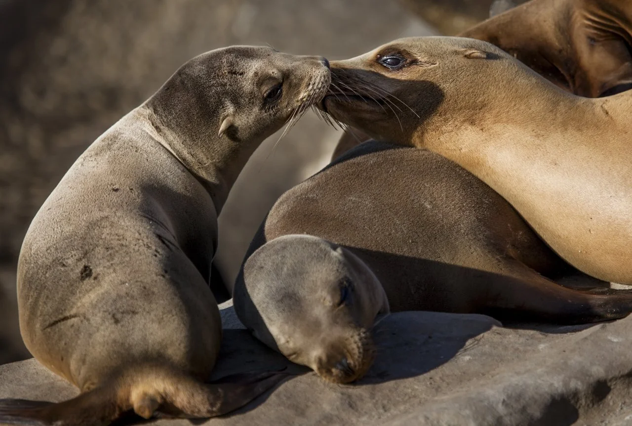 A mother California Sea Lion  (Zalophus californianus) and her pup share a tender moment as they rest out of the water on the rocky shoreline in La Jolla, CA