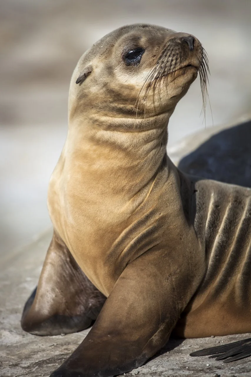 A California Sea Lion (Zalophus californianus) pup stands up on its fippers in La Jolla, CA