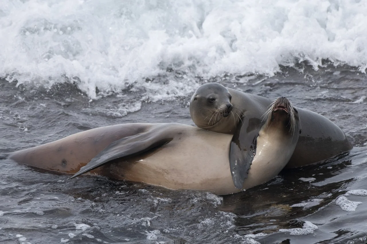 Two female California Sea Lion (Zalophus californianus) play together in the waters of La Jolla , CA