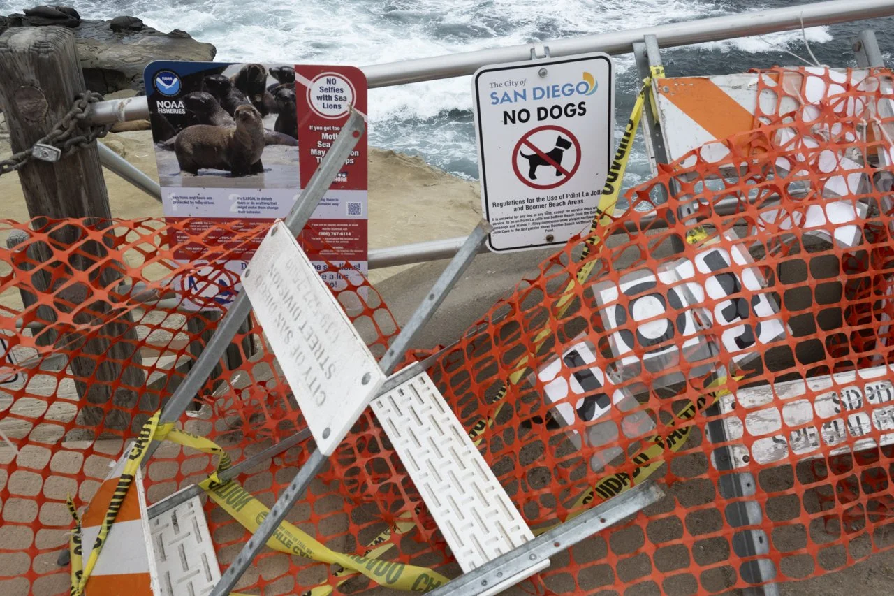 Increased measure have been made to block the stairs at Point La Jolla , CA  these signs indicate the area is closed due to the dangers of approaching California Sea Lion (Zalophus californianus). With the increase of wildlife harassments in the area