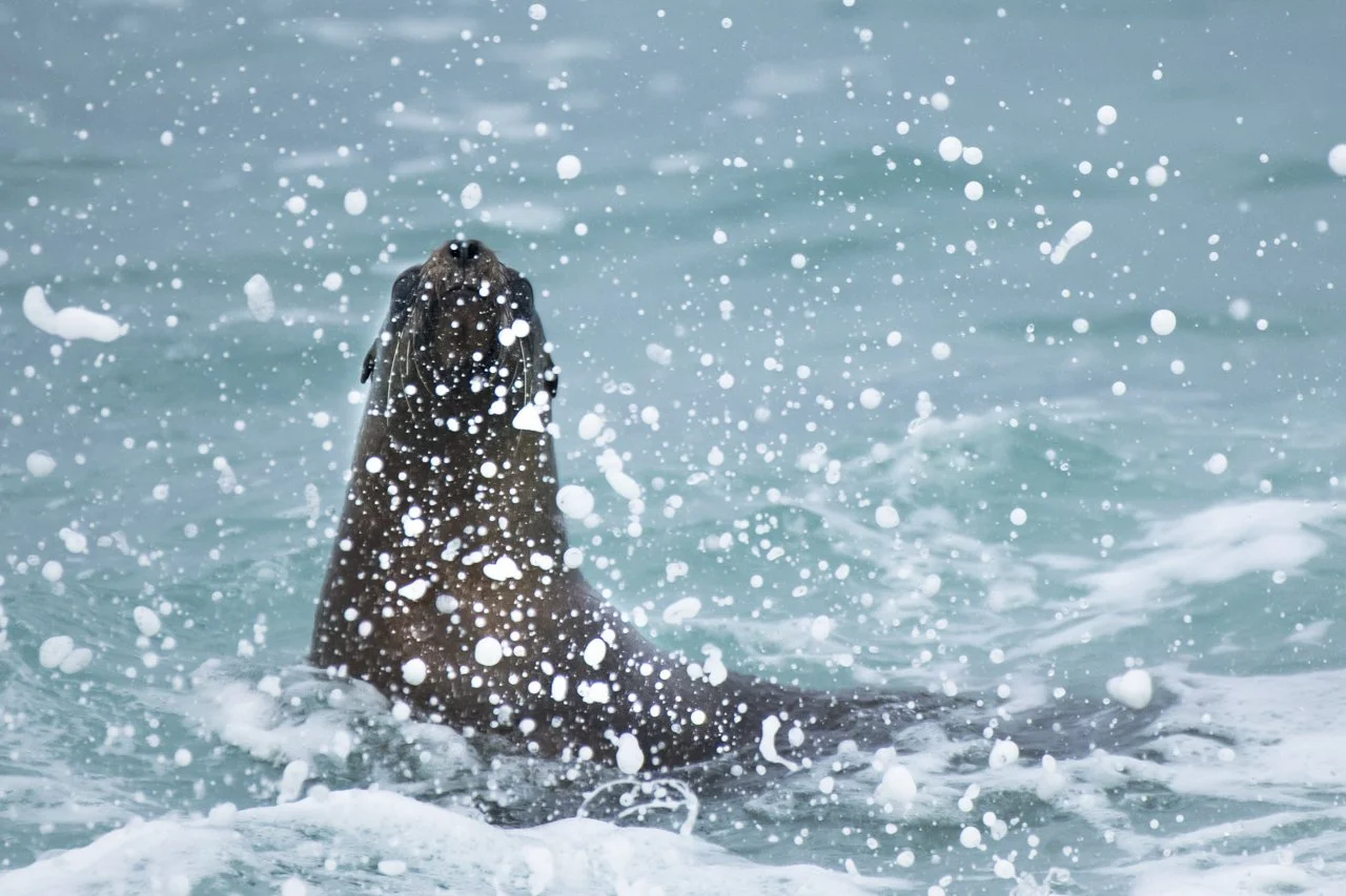 A newly released California Sea Lion (Zalophus californianus) looks back at its rescuers after entering the water. This sea lion was released from the care of the Pacific Marine Mammal Center.