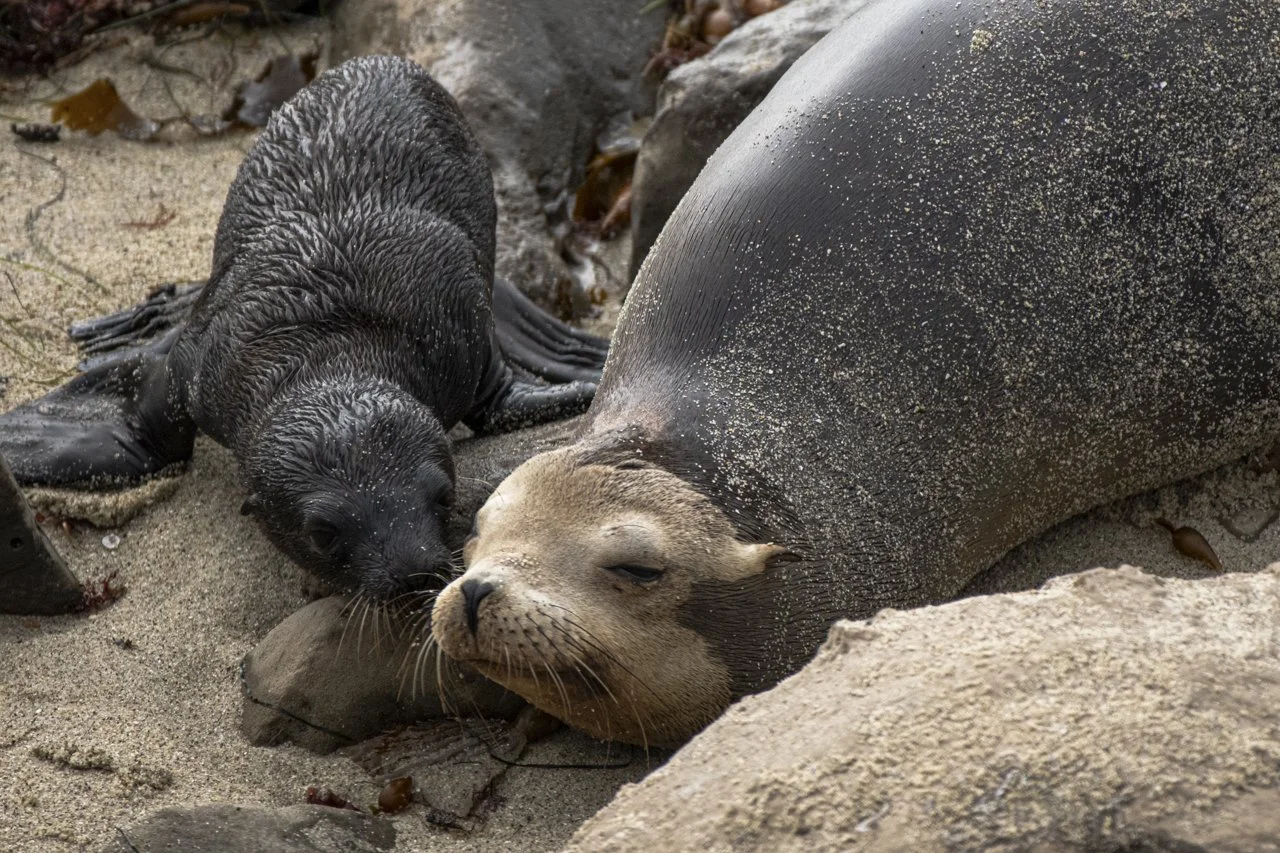 A mother California Sea Lion  (Zalophus californianus) and her touch noeses to learn each others sent in La Jolla, CA