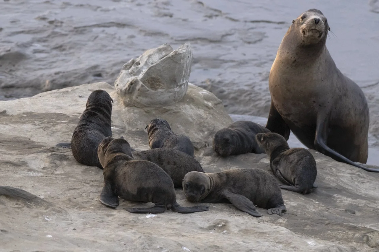 A male California Sea Lion (Zalophus californianus) watches over a group of newborn pups in La Jolla, CA