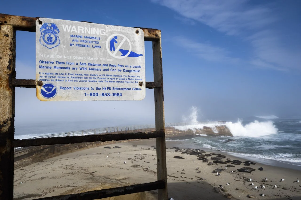 Children’s Pool La Jolla San Diego, CA which is closed for Harbor Seal (Phoca vitulina) pupping season.