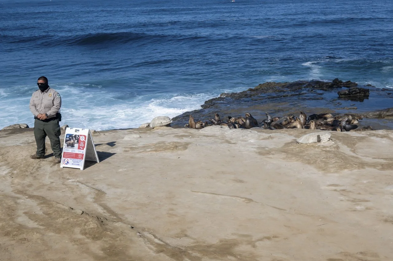 A Park Ranger for the San Diego, Parks and Recreation Department at La Jolla Cove San Diego, CA stands guard of the California Sea Lion (Zalophus californianus). The San Diego, Parks and Recreation Department is making an effort to reduce the wildlif