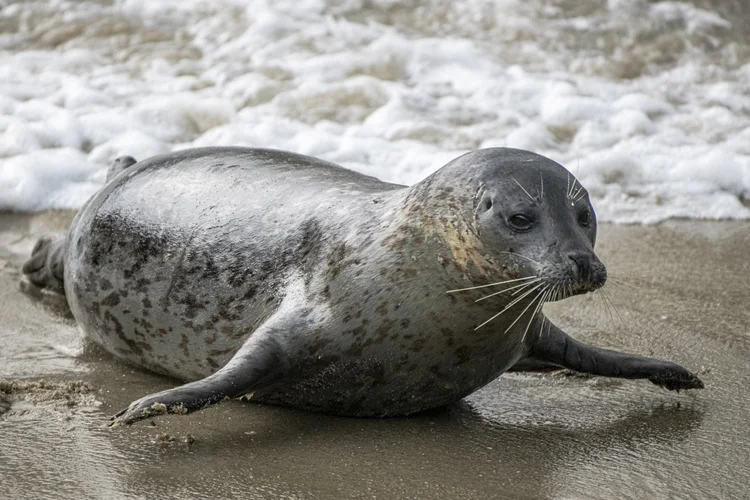 General 2 — Marine Mammal Coexistence Initiative
