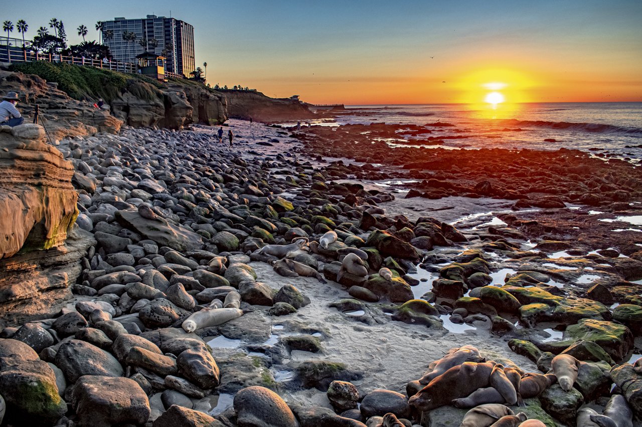 A group of California Sea Lion (Zalophus californianus) come up to the beach, to rest for the night, as the sunsets in La Jolla, CA