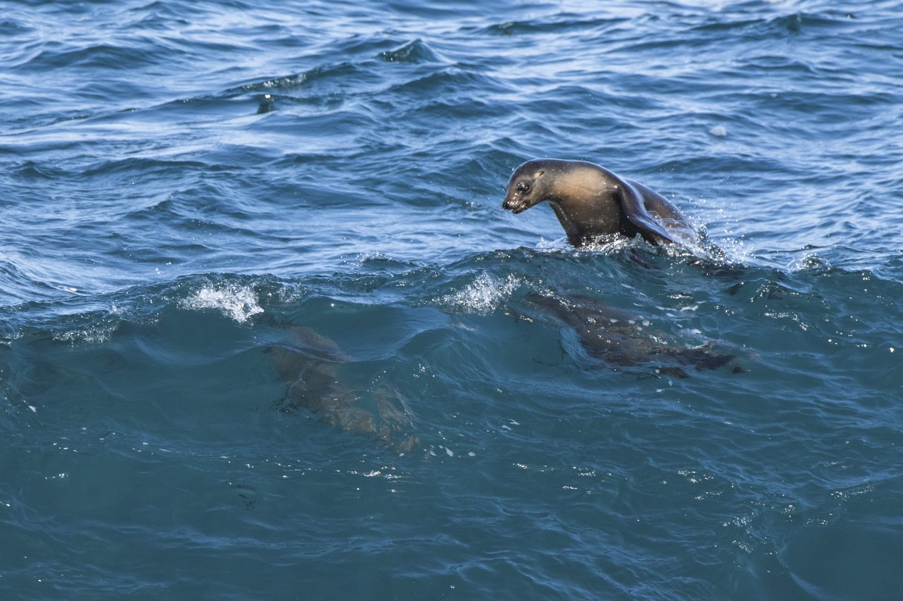 California Sea Lion (Zalophus californianus) surf the shallow waves of La Jolla, CA