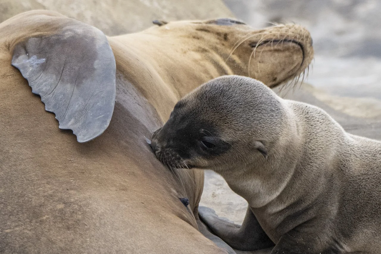 California Sea Lion (Zalophus californianus) mom and her pup nursing in La Jolla, CA