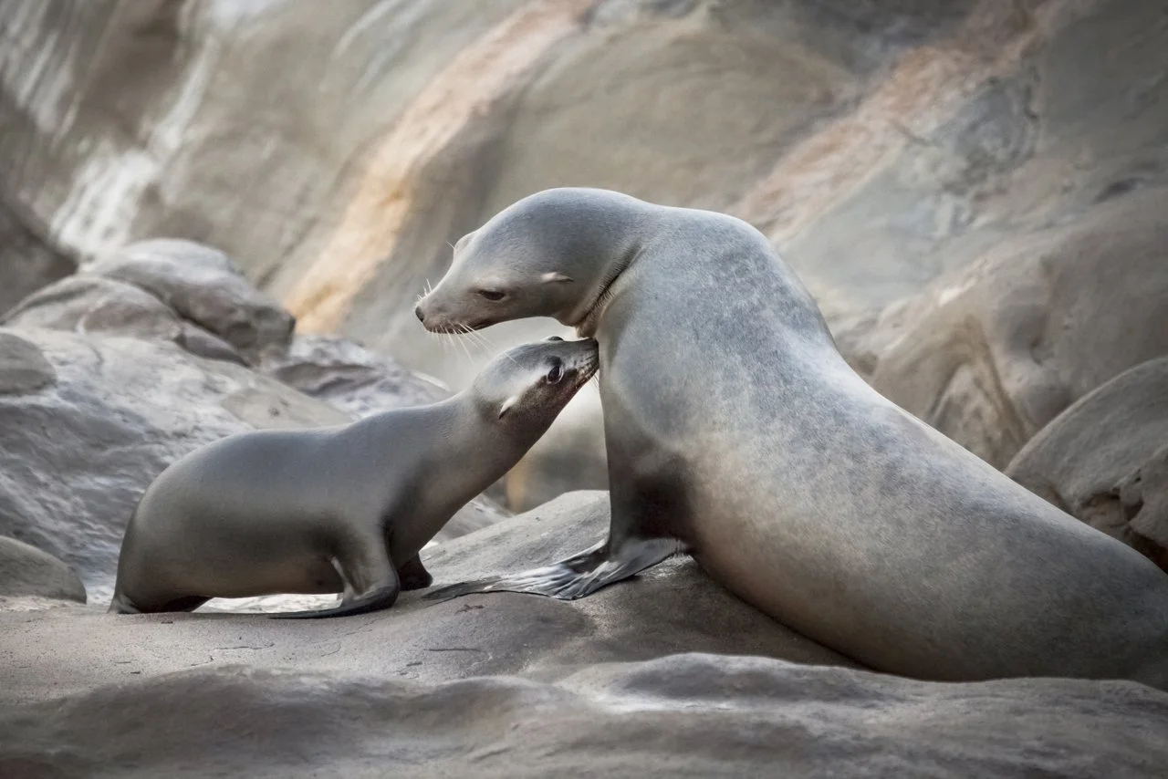 A half a mile down the coast from Casa Beach San Diego, CA is one of the only known inland breeding populations of California Sea Lions (Zalophus californianus). A mother California Sea Lion share a tender moment as they rest out of the water on the 