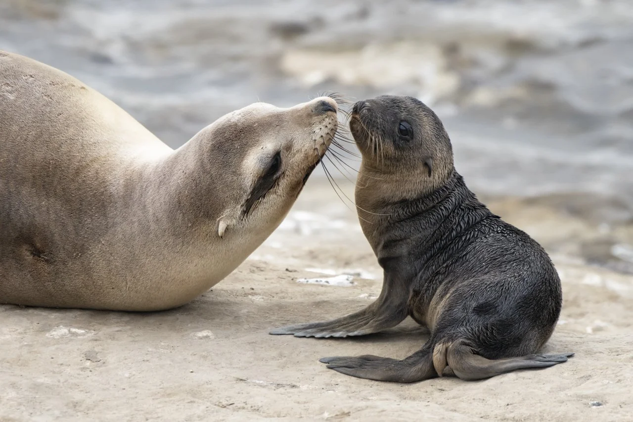 A mother California Sea Lion  (Zalophus californianus) and her touch noeses to learn each others sent in La Jolla, CA