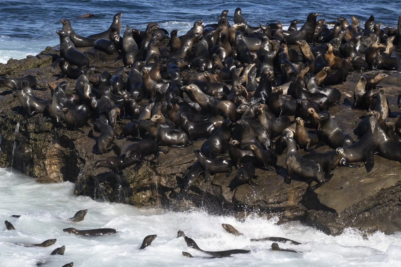 A large group of California Sea Lion (Zalophus californianus) gather on the edge of Point La Jolla, CA