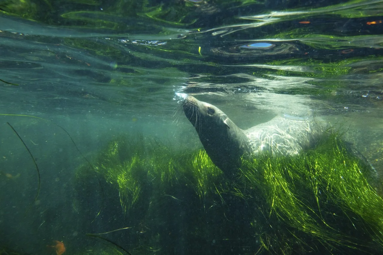 A California Sea Lion (Zalophus californianus) swims in the shallow waters of La Jolla Cove, CA